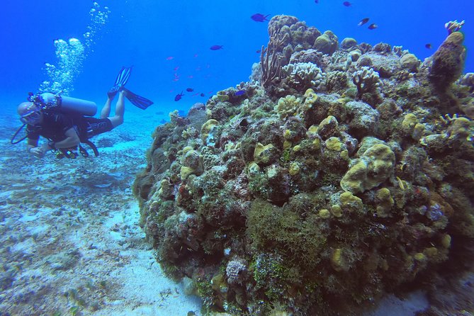 1 Tank Guided Shore Dive Including Equipment - Gear Included, So Your Day Stays Lightweight