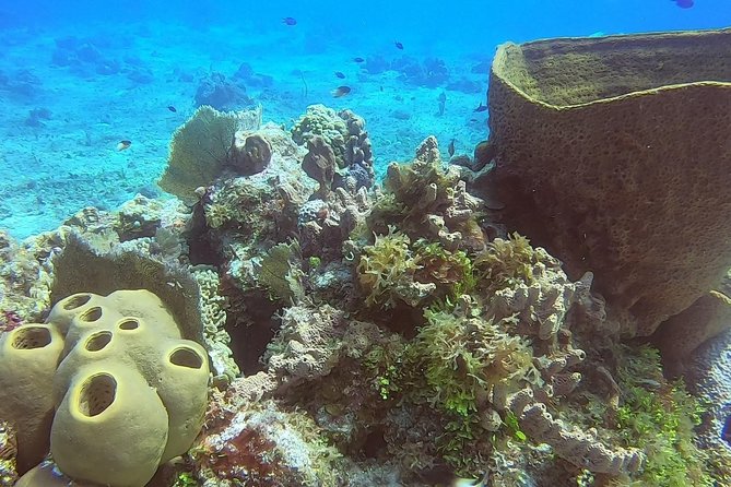 1 Tank Guided Shore Dive Including Equipment - How the Guide Makes the Marine Life Click