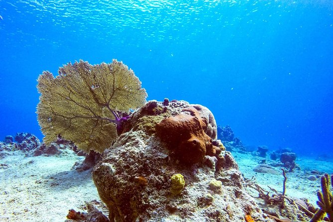 1 Tank Guided Shore Dive Including Equipment - Choppy Water Happens, And Plans Can Adjust