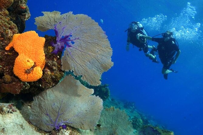 1 Tank Guided Shore Dive Including Equipment - Price Value: What $70 Buys You