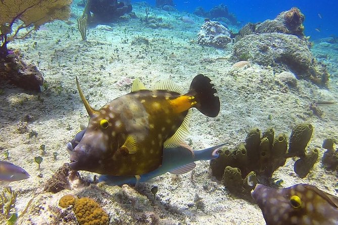1 Tank Guided Shore Dive Including Equipment - Where This Fits Best (And Where It Doesn’t)