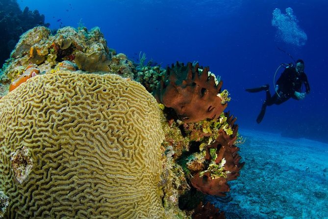 2 dives in Cozumel (for certified divers only) - Two tanks from the south side, built for the reef right away