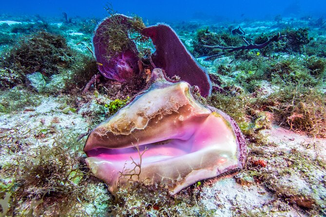 2 dives in Cozumel (for certified divers only) - Price and value: $110 covers the basics, not the extras