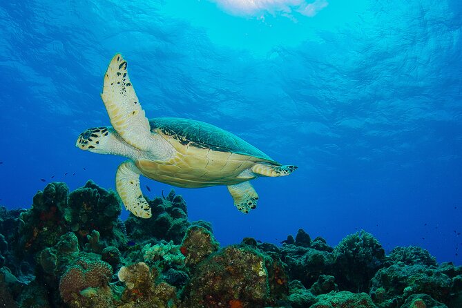 2 dives in Cozumel (for certified divers only) - Your underwater sites: coral structure, fish, and those Cozumel conditions