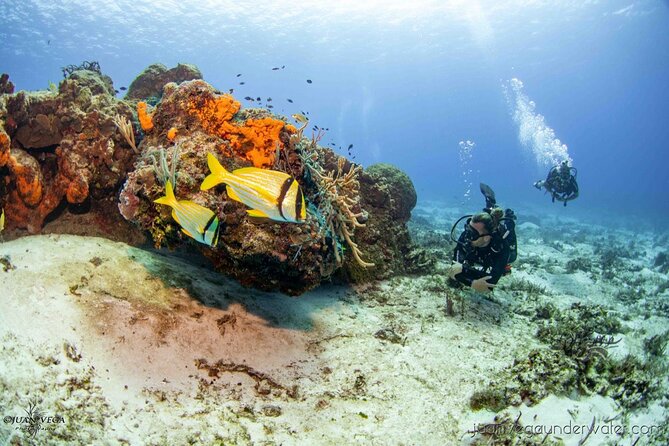 2 Tank Cozumel Reef Boat Dives - Enter San Miguel: where you meet and how the day starts