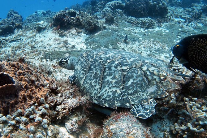 2 Tank Cozumel Reef Boat Dives - Small-group coaching and real names: what safety feels like