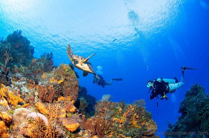 2 Tank Cozumel Reef Boat Dives - Price and timing: is $179.21 good value for 2 tanks?
