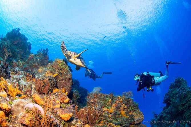 2 Tank Cozumel Reef Boat Dives - Afternoon and twilight/night options, and when they fit best