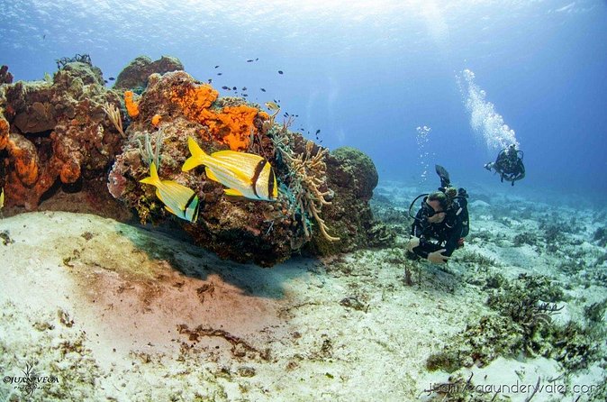 2 Tank Cozumel Reef Boat Dives - Should you book this 2-tank Palancar Reef outing?