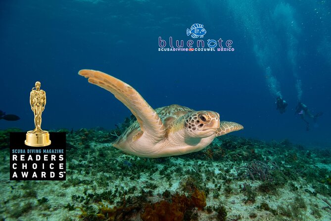 2 Tank Morning Dive: Scuba Diving in Cozumel - Why Cozumel’s Reefs Work So Well for a 2-Tank Morning