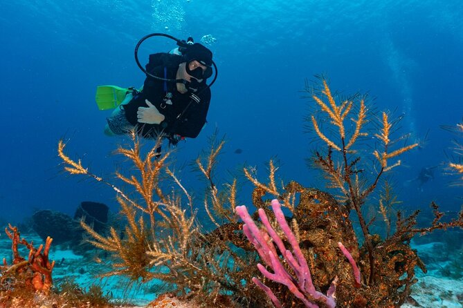 2 Tank Morning Dive: Scuba Diving in Cozumel - Price and Value: How the $160 Adds Up (With the Real Fees)