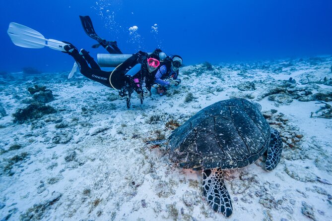 2 Tanks dives for Certified Divers in Cozumel - Two-tank timing in Cozumel, and why 4 hours feels just right