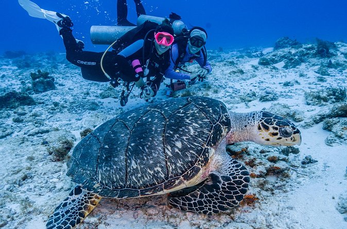 2 Tanks dives for Certified Divers in Cozumel - What marine life feels like on this route: sharks, rays, turtles, and more