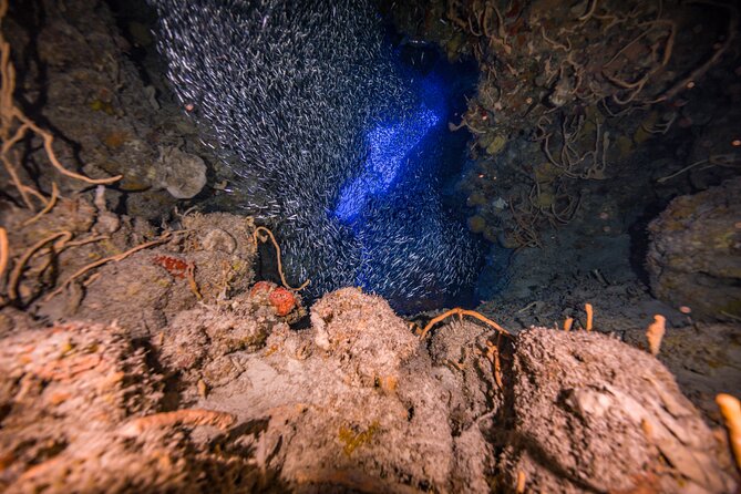 2 Tanks dives for Certified Divers in Cozumel - The crew style: small boat control, clear instructions, and friendly energy
