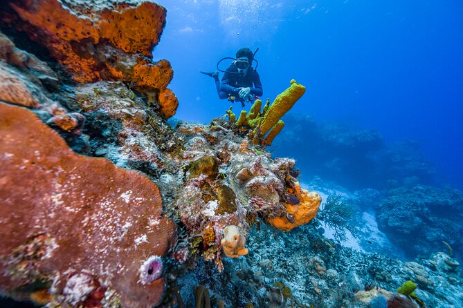 2 Tanks dives for Certified Divers in Cozumel - Getting to Marina Fonatur and boarding without the stress