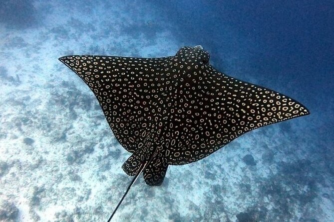 2 tanks for certified divers - Marina Cozumel ASIPONAC and the timing trap for cruise days