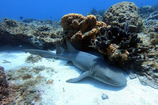 2 tanks for certified divers - Lunch between reef stops: why it’s not an afterthought