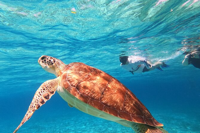 4 Hour Cozumel Turtle Sanctuary Experience on a Luxury Catamarán - Timing, route order, and why sea conditions can change your day