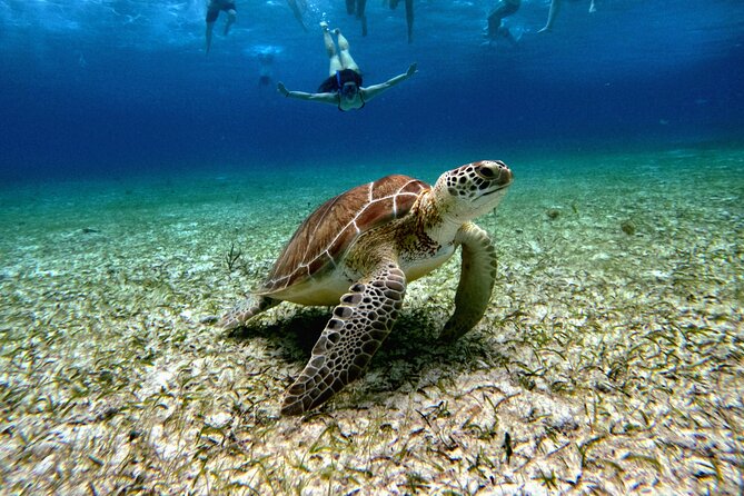 4 Hour Cozumel Turtle Sanctuary Experience on a Luxury Catamarán - El Cielo starfish sanctuary on white sand