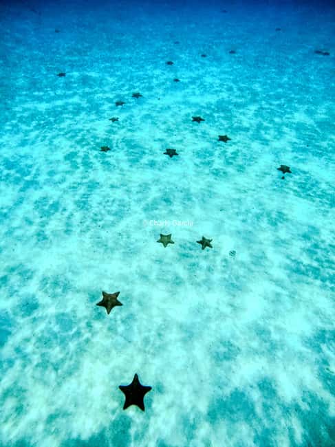 4 Hour Turtle Sanctuary Experience on a Luxury Catamarán - Price and value: what you actually pay for