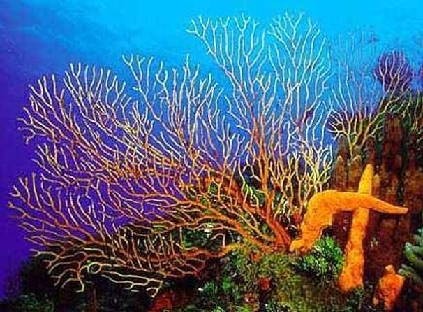 4 hours of shared snorkeling to El Cielo - Key highlights in plain terms