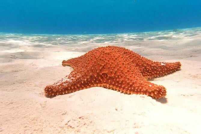 4 hours of shared snorkeling to El Cielo - What you’ll see in the water (and what to expect if coral looks different)