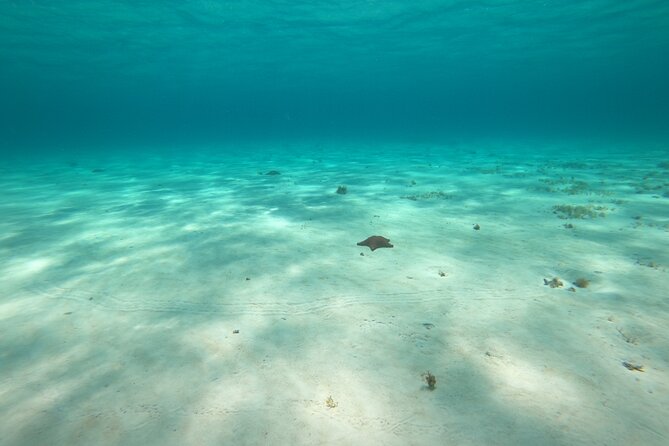 Bavarian Fiesta Snorkel Activity in Glass Bottom Boat at San Miguel de Cozumel - The 4-hour flow: wrecks, reefs, and El Cielo starfish