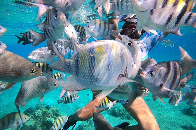 Bavarian Fiesta Snorkel Activity in Glass Bottom Boat at San Miguel de Cozumel - Glass bottom boat: great for viewing, with one important caveat