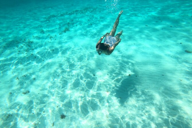 Bavarian Fiesta Snorkel Activity in Glass Bottom Boat at San Miguel de Cozumel - Wildlife and where you’ll likely see it