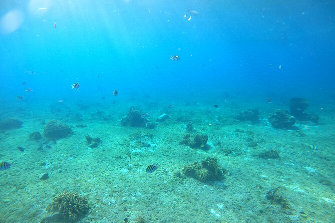 Bavarian Fiesta Snorkel Activity in Glass Bottom Boat at San Miguel de Cozumel - Getting to the boat: meeting point and pickup reality