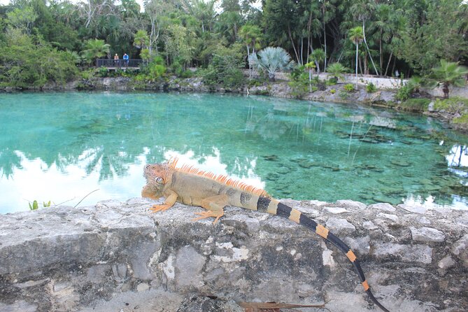 Chankanaab Park Admission +Snorkeling + Lunch included - Reef snorkeling at Chankanaab Reef and the Parque Nacional areas