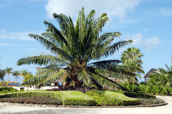 Chankanaab Park and Island Tour by Buggy with Mexican Lunch - El Mirador Viewpoint: The Best Stretch for Ocean Photos