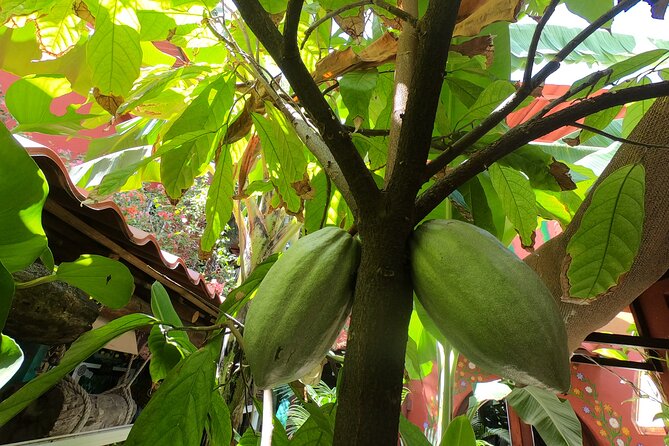 Chocolate Tasting & mayan Presentation - Timing and meeting point: how to avoid a rushed start