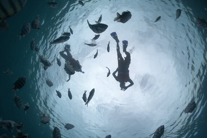 Clear Boat & Snorkel Cozumel Tour with Drinks - The clear boat advantage for first timers and cautious swimmers