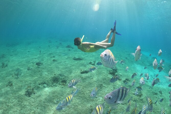 Clear Boat & Snorkel Cozumel Tour with Drinks - Meeting point near Av. Rafael E. Melgar 221, Centro