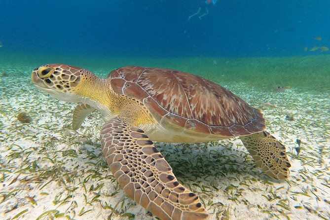 Colombia, Palancar & Cielo Cozumel Snorkel Tour - Food and Drinks: The Ceviche Payoff You Actually Want