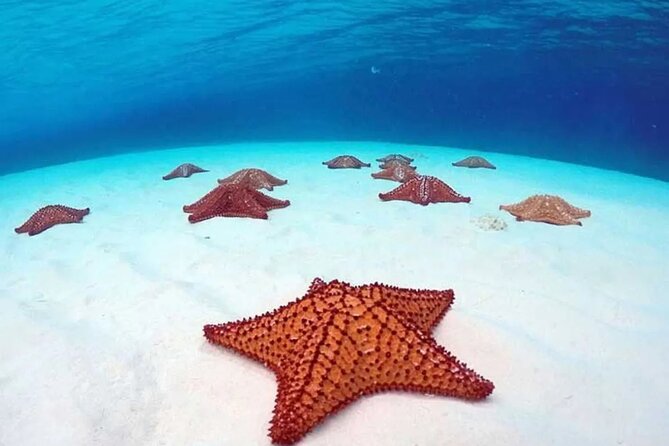 Cozumel 4 Hour Boat Sky Tour - Stop 3: Playa El Cielo around 2 meters, starfish spotting time
