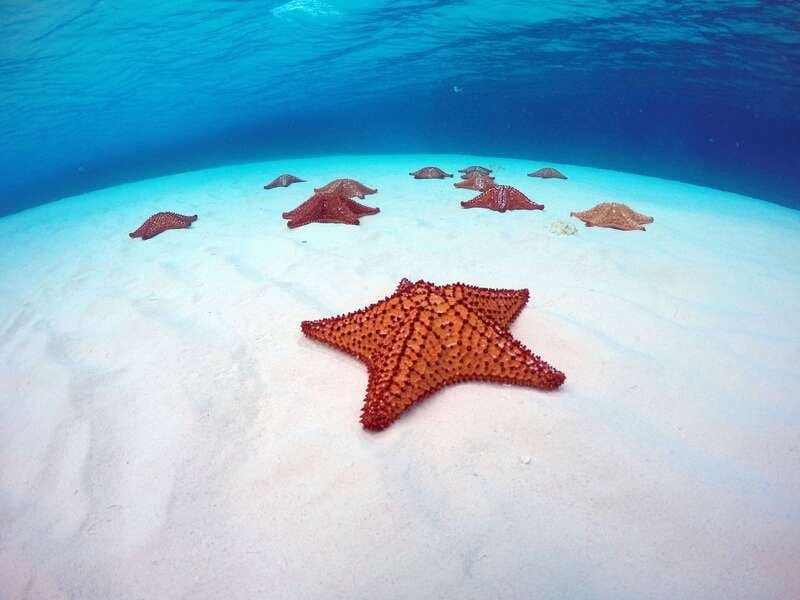 Cozumel: Catamaran, El Cielo Bay & Palancar Reef with Lunch - Snorkeling on Cozumel’s two most famous stops