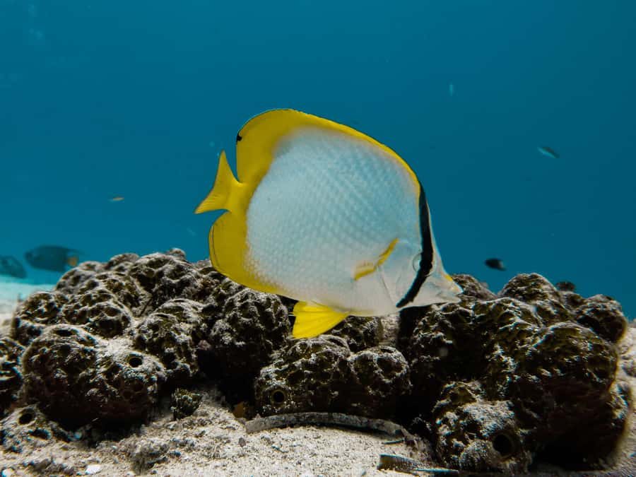 Cozumel: Chankanaab Park Admission+ Snorkel+ Welcome drink - Botanical gardens and Mayan replicas: the land component that makes it feel complete