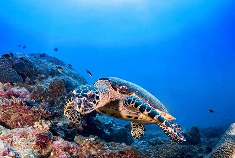Cozumel: Discover Scuba Diving for Non-Certified Divers - Who this is best for, and who should skip it