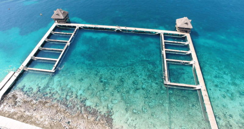 Cozumel: Dolphin Royal Connection and Manatee Interaction - Dolphin Ocean Echo and the Anatomy Lesson You’ll Feel in Your Brain