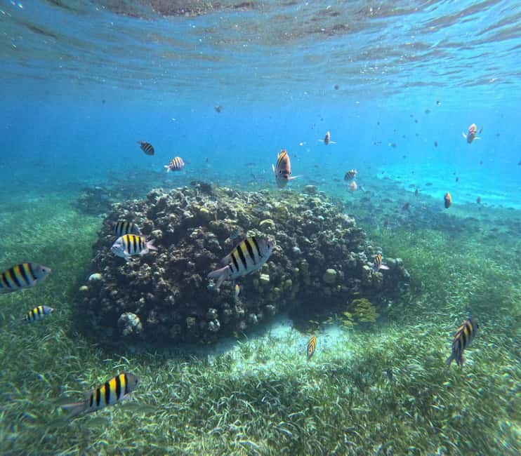 Cozumel, El Cielo: 4-Hour Shared Snorkeling Tour - 4 hours, 2 reef zones, and a sandbar you will remember