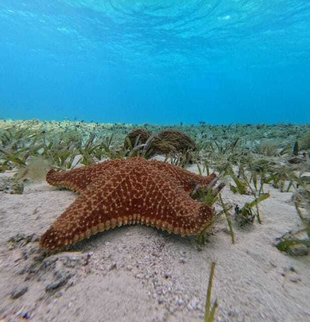 Cozumel, El Cielo: 4-Hour Shared Snorkeling Tour - Price and logistics: $67 plus a small marina boarding fee