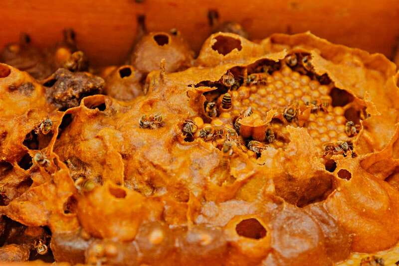 Cozumel: General Entrance to Mayan Bee Sanctuary - The Meliponary Tour, How Stingless Bees Run Their Colony