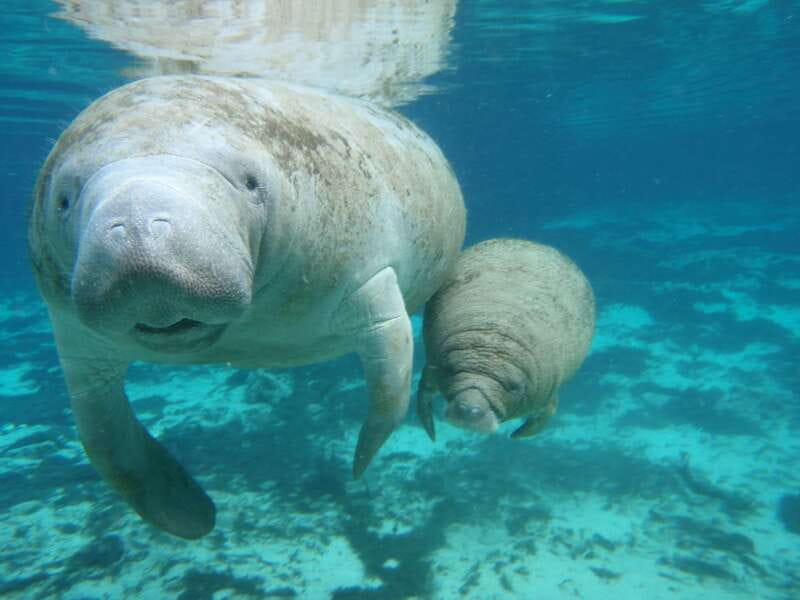 Cozumel: Manatee Encounter, Chankanaab Admission and Buffet - Key things I think you should know before you go