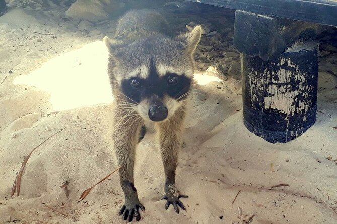 Cozumel National Park and Beach Break: Private Tour - Lunch, soda cooler, and what you’ll pay for on your own