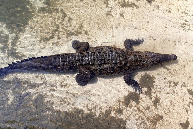 Cozumel National Park and Beach Break: Private Tour - Guide skills you’ll notice right away, especially on the bumpy stretches