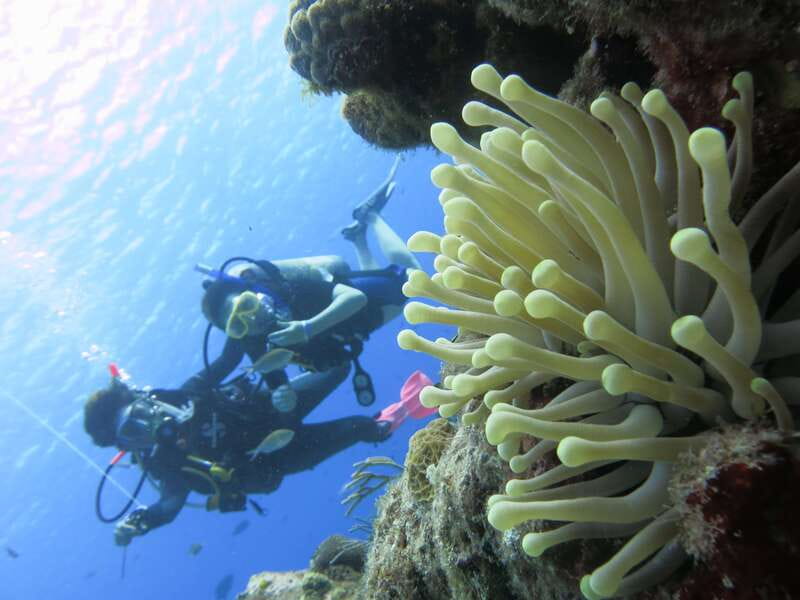 Cozumel: One Tank Scuba Dive and Full Chankanaab Park Access - Chankanaab Park after your session: beach time that actually feels useful