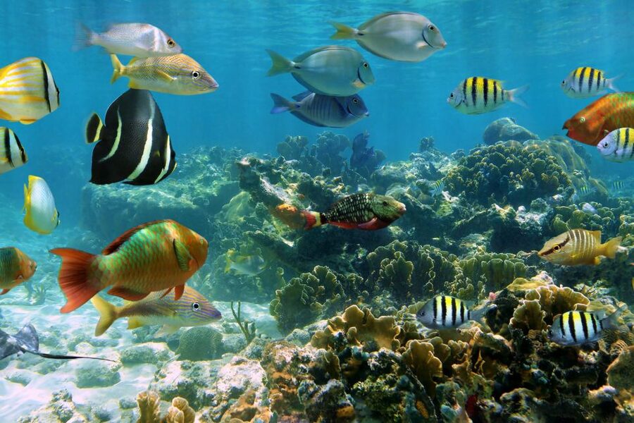 Cozumel: One Tank Scuba Dive and Full Chankanaab Park Access - Price and value: how $63 stacks up on a Cozumel day