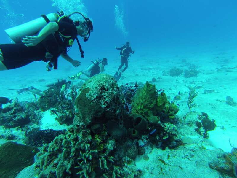Cozumel: One Tank Scuba Dive and Full Chankanaab Park Access - Who should book this, and who should skip it